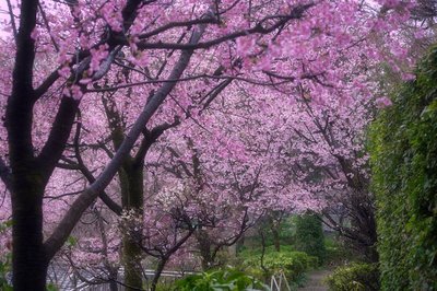 🌸 해수산 만복사 밀장원(카이주산 만푸쿠지 미츠조인) 이미지 2